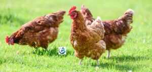 Read more about the article The threat of avian flu has abated on farms, but it may return in the fall