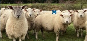 Read more about the article Midges Blown from North Europe Spark Concerns of Bluetongue Virus for Sheep and Cattle