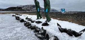 Read more about the article With the Bird Flu Causing Huge Destruction in Antartica, Scientists Caution on Rapidly Mutating Strain
