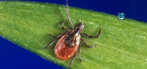 Read more about the article New Tick-borne Disease Anaplasmosis Rising in Canada