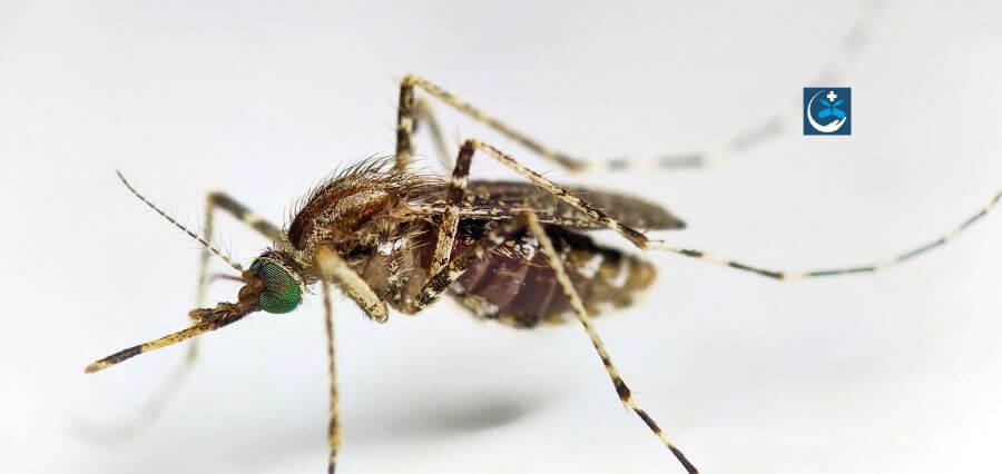 Flooding Spikes Mosquito Season Leading to Early Spread of West Nile Virus