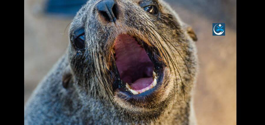 Surfers and Beach visitors Attached by Seals as 11 Seals Tested Positive for Rabies