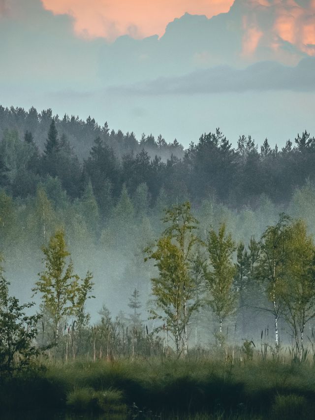 10 Countries with the Largest Forest Areas